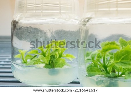 Growing plants tissue culture in vitro. Biology science for plant regeneration. In vitro micropropagation technology under controlled asptic condition in nutrient medium, laboratory room.