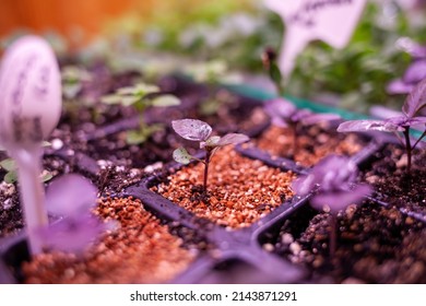 Growing Plants Under Lamps, Ultraviolet Phytolamp, With Drops Of Water On Them. Illuminated With Pink Or Purple Light. Home Cultivation Of Flower Seeds And Seedlings.