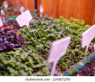 Growing Plants Under Lamps, Ultraviolet Phytolamp, With Drops Of Water On Them. Illuminated With Pink Or Purple Light. Home Cultivation Of Flower Seeds And Seedlings.