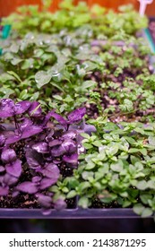 Growing Plants Under Lamps, Ultraviolet Phytolamp, With Drops Of Water On Them. Illuminated With Pink Or Purple Light. Home Cultivation Of Flower Seeds And Seedlings.