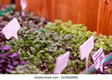 Growing Plants Under Lamps, Ultraviolet Phytolamp, With Drops Of Water On Them. Illuminated With Pink Or Purple Light. Home Cultivation Of Flower Seeds And Seedlings.