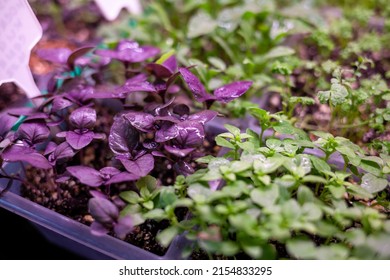 Growing Plants Under Lamps, Ultraviolet Phytolamp, With Drops Of Water On Them. Illuminated With Pink Or Purple Light. Home Cultivation Of Flower Seeds And Seedlings.