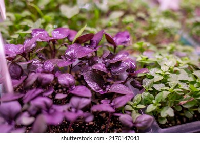 Growing Plants Under Lamps, Ultraviolet Phytolamp, With Drops Of Water On Them. Illuminated With Pink Or Purple Light. Home Cultivation Of Flower Seeds And Seedlings.