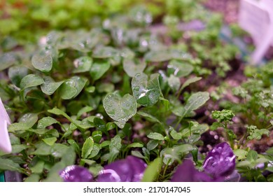 Growing Plants Under Lamps, Ultraviolet Phytolamp, With Drops Of Water On Them. Illuminated With Pink Or Purple Light. Home Cultivation Of Flower Seeds And Seedlings.