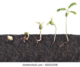 Growing Plants,Bean Seed Germination Different Stages With Underground Root Visible