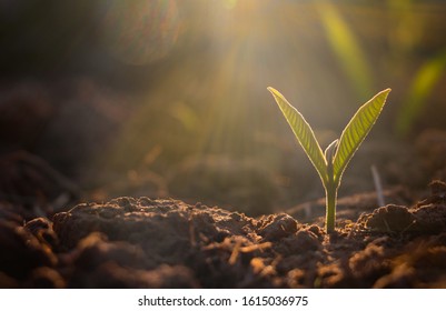 Growing plant,Young plant in the morning light on ground background, New life concept.Small plants on the ground in spring.fresh,seed,Photo fresh and Agriculture concept idea. - Shutterstock ID 1615036975