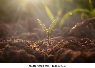 Growing plant,Young plant in the morning light on ground background, New life concept.Small plants on the ground in spring.fresh,seed,Photo fresh and Agriculture concept idea. - Shutterstock ID 1616132065