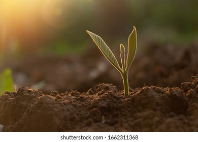 Growing plant,Young plant in the morning light on ground background, New life concept.Small plants on the ground in spring.fresh,seed,Photo fresh and Agriculture  concept idea. - Shutterstock ID 1662311368
