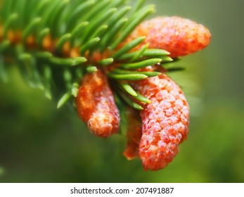 Growing Ponderosa Pine Cones