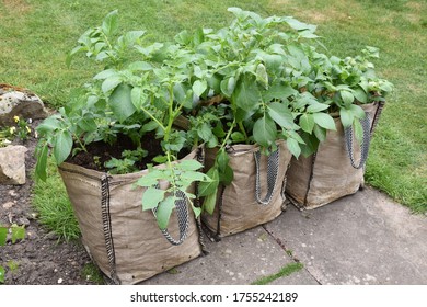 Growing Potatoes In The Garden.