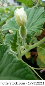 Growing Pumpkin In Garden Freah Vegitable