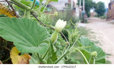 Growing Pumpkin In Garden Freah Vegitable