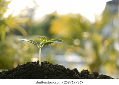 growing Pumpkin sprout under sunlight