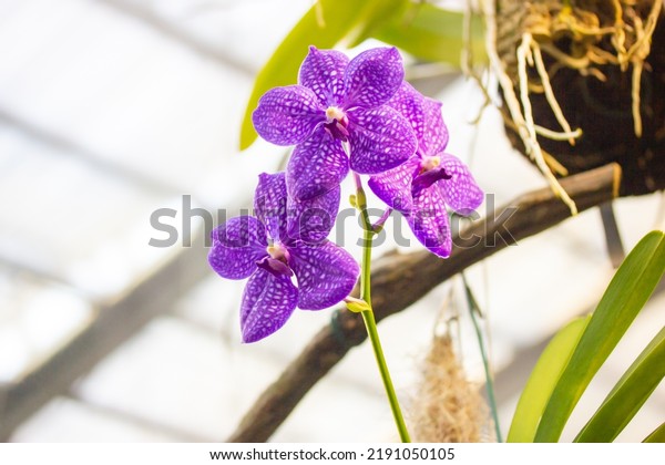 Growing purple orchid flowers in white spots in a botanical garden. Growing exotic Phalaenopsis flower full bloom. Blooming flowers pistil stamen in a tropical greenhouse, jungles. Floral wallpaper.