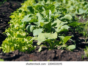 Growing radishes, lettuce, dill and cilantro outdoors in sunlight. Farming and growing natural vegetables in garden beds.