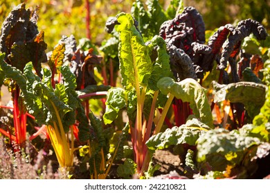 Growing Rainbow Chard.