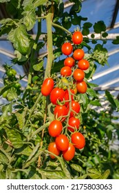 Growing Red Cherry Roma Tomato In Greenhouse, Close Up. Best Heirloom Roma Tomatoes Variety With Long Plum-shaped Fruits. Delicious Heirloom Tomato Vine In Garden.