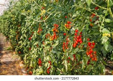 Growing Red Cherry Roma Tomato In Garden Row. Best Heirloom Roma Tomatoes Variety With Long Plum-shaped Fruits. Delicious Heirloom Tomato Vine.