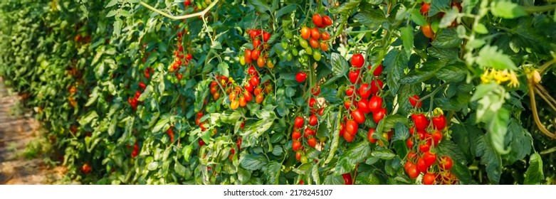 Growing Red Cherry Roma Tomato In Garden, Close Up. Banner. Best Heirloom Roma Tomatoes Variety With Plum-shaped Fruits. Delicious Heirloom Tomato Vine.