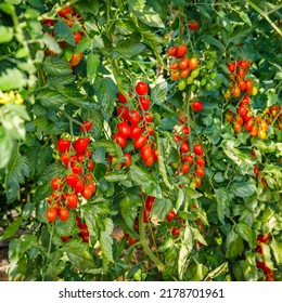 Growing Red Cherry Roma Tomato In Garden, Close Up. Best Heirloom Roma Tomatoes Variety With Long Plum-shaped Fruits. Delicious Heirloom Tomato Vine.