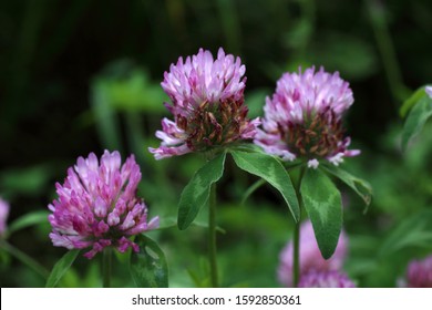 Growing Red Clover (trifolium Pratense). Fodder Crop, Improve Soils (nitrogen Fixation). Honey Plant