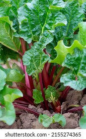 Growing Rhubarb In Early Spring