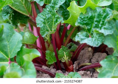 Growing Rhubarb In Early Spring