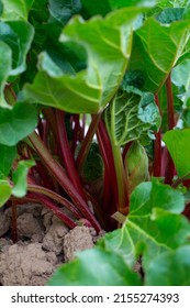 Growing Rhubarb In Early Spring