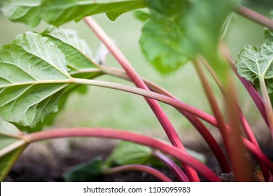 Growing rhubarb in home garden - Shutterstock ID 1105095983