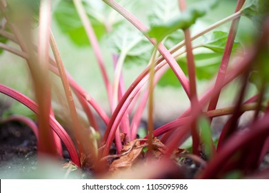 Growing Rhubarb In Home Garden