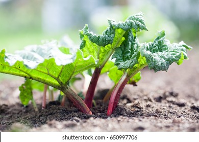 Growing Rhubarb In Home Garden