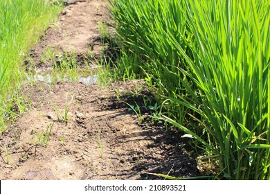 Growing Rice During Water Shortage