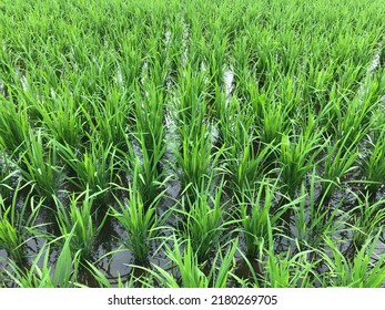 Growing Rice In Kyoto Prefecture In Japan