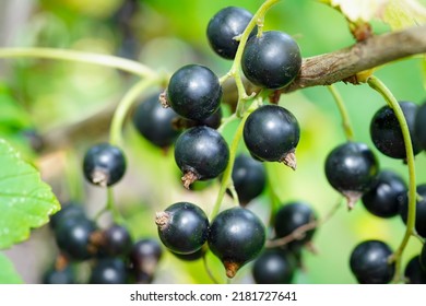 Growing Ripe Blackcurrant, Macro Photo.