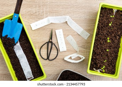 Growing Salad Plants In Home In Spring From White Paper Seed Tape, Witch Has Plant Seeds Inside. Quick And Easy Way To Sow Tiny Seeds.