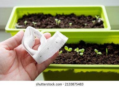 Growing Salad Plants On Home Window Sill In Spring From White Paper Seed Tape, Witch Has Plant Seeds Inside. For Easier Growing And Better Divide. Person Hand Holding Roll.