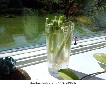 Growing Scallions Or Green Onions At Home In A Jar