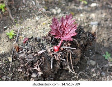 Growing seed of a maple tree