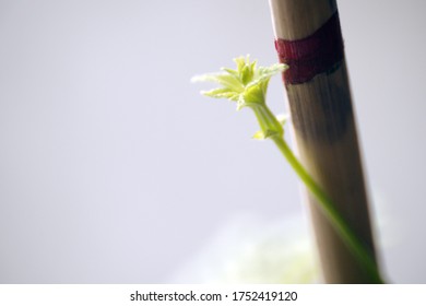 Growing Seed Time Lapse. Plant Growth. Fast-growing Hops, Leaves And Stalk, Curling Along A Support.