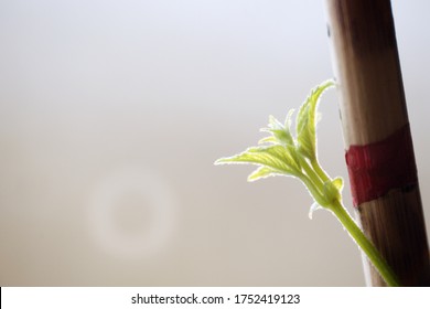 Growing Seed Time Lapse. Plant Growth. Fast-growing Hops, Leaves And Stalk, Curling Along A Support.