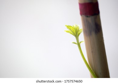 Growing Seed Time Lapse. Plant Growth. Fast-growing Hops, Leaves And Stalk, Curling Along A Support.