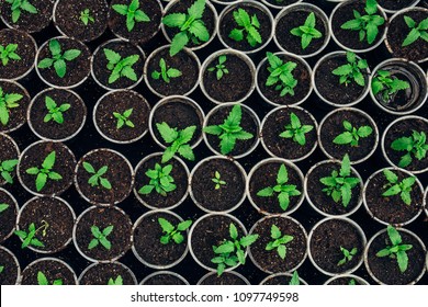 Growing Seedlings In Peat Pots. Plants Seeding In Sunlight In Modern Botany Greenhouse, Horticulture And Cultivation Of Ornamental Plans, Top View