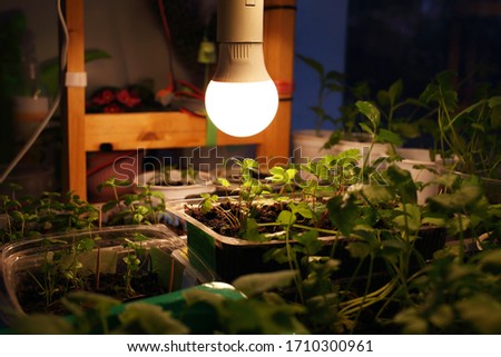 Growing seedlings of strawberries, parsley, peppermint in transparent, white plastic containers on black soil under light of LED lamp in solar spectrum. Lamp illuminates young plants at night spring
