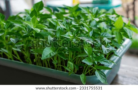 Growing seedlings of sweet pepper. selective focus