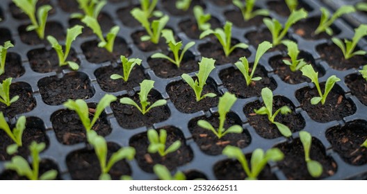 Growing seedlings in trays. Plants are growing from seeds in trays in a nursery. Photo of plants in the background is sunlight. Seedlings in seed trays. - Powered by Shutterstock