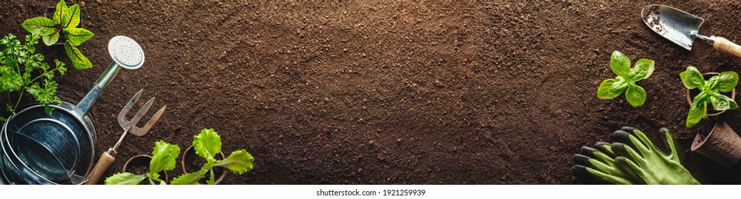 Growing seedlings of vegetables for planting, shovel, spade  ,gloves and watering can in the field - Powered by Shutterstock