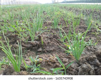 4,575 Shallots growing Images, Stock Photos & Vectors | Shutterstock