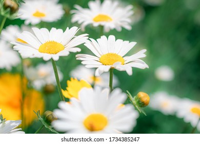 The Growing Shasta Daisy Alaska