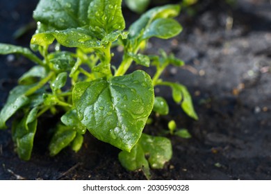 Growing spinach. Close-up. New Zealand spinach growing in open ground.  - Shutterstock ID 2030590328