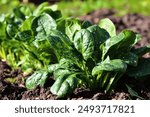 Growing spinach in a home garden